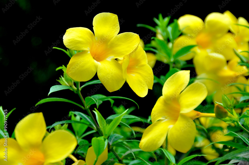 golden trumpet flower on black ground golden trumpet flower on black ground