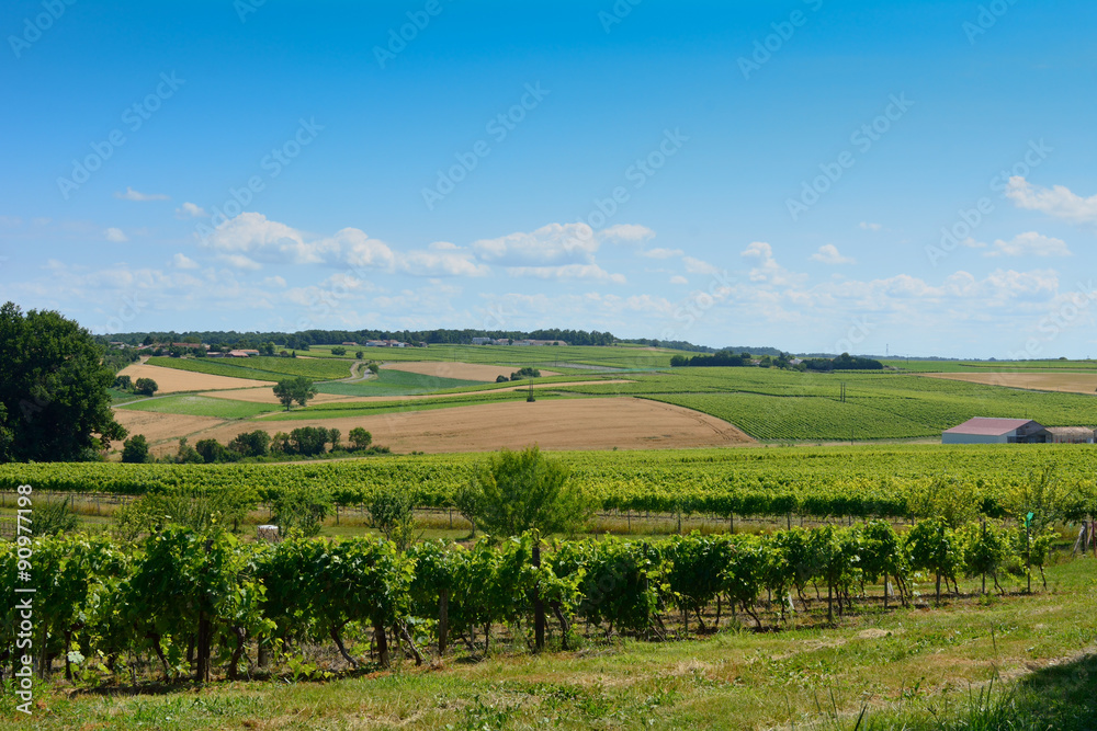 Landscape with rows of vines and wheat field in French countryside