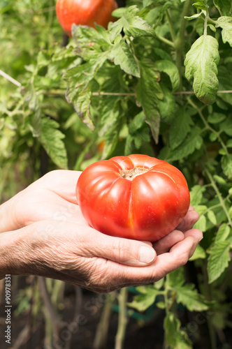 tomato in hand