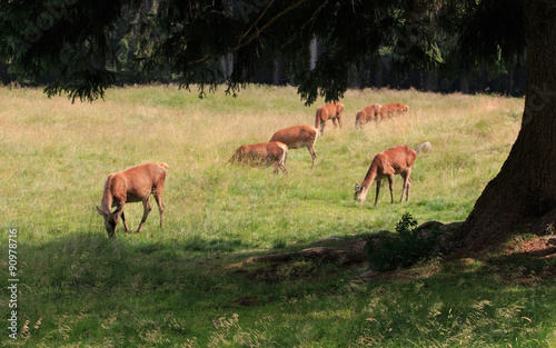 cervi nel parco naturale di Panneggio (Trentino Alto Adige)