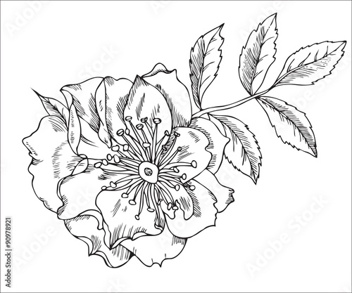 Vintage floral highly detailed hand drawn rose flower stem with roses and leaves.  tattoo design element. 