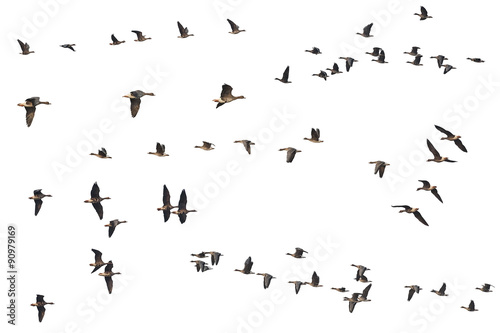 Collection of isolated flying geese skeins on white background for copy space. This migratory bird specie is Greater White-fronted Goose  Anser albifrons   native for USA  Canada  UK  Europe and Asia.