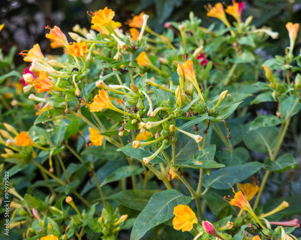 Fototapeta premium Mirabilis jalapa
