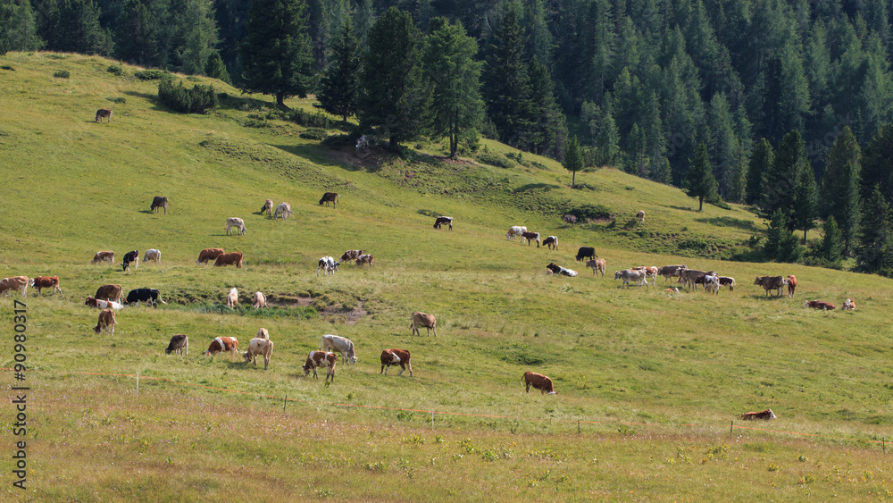 Mucche al pascolo a Prato Piazza - Trentino Alto Adige