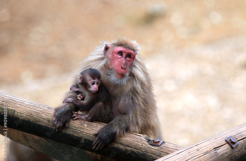 Obraz premium ニホンザル