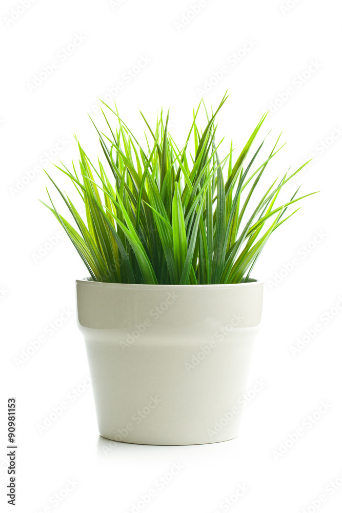 decorative green grass in flower pot decorative green grass in flower pot