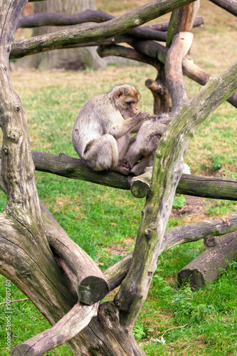 Monkey sitting on a tree © martinlisner
