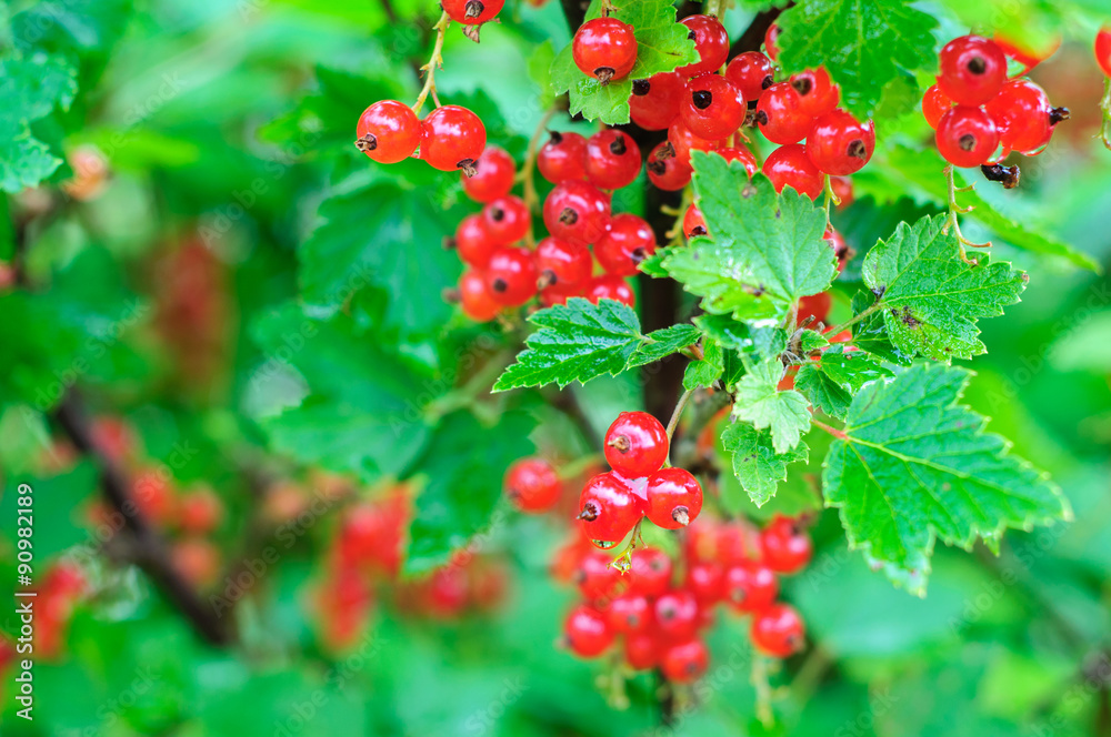 Bunch of growing redcurrant on tree branch Bunch of growing redcurrant on tree branch