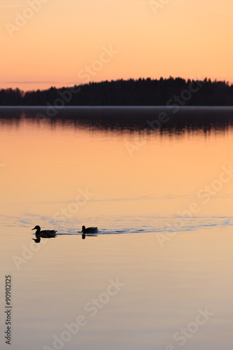Ducks swimming in lake at sunset time