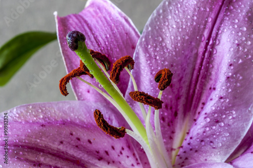 oriental lily , Lilium cernuum photo