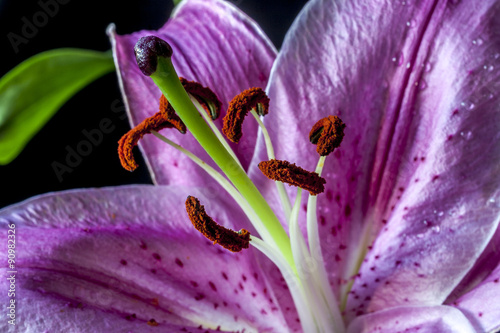 oriental lily , Lilium cernuum photo