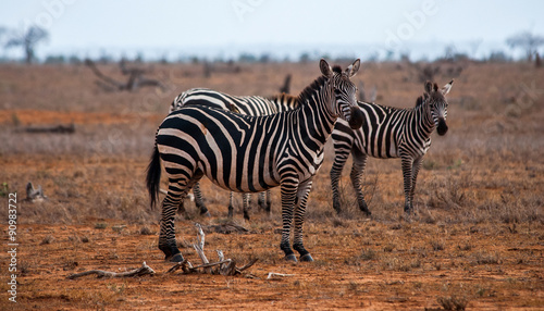 Zebras, Tsavo East National Park