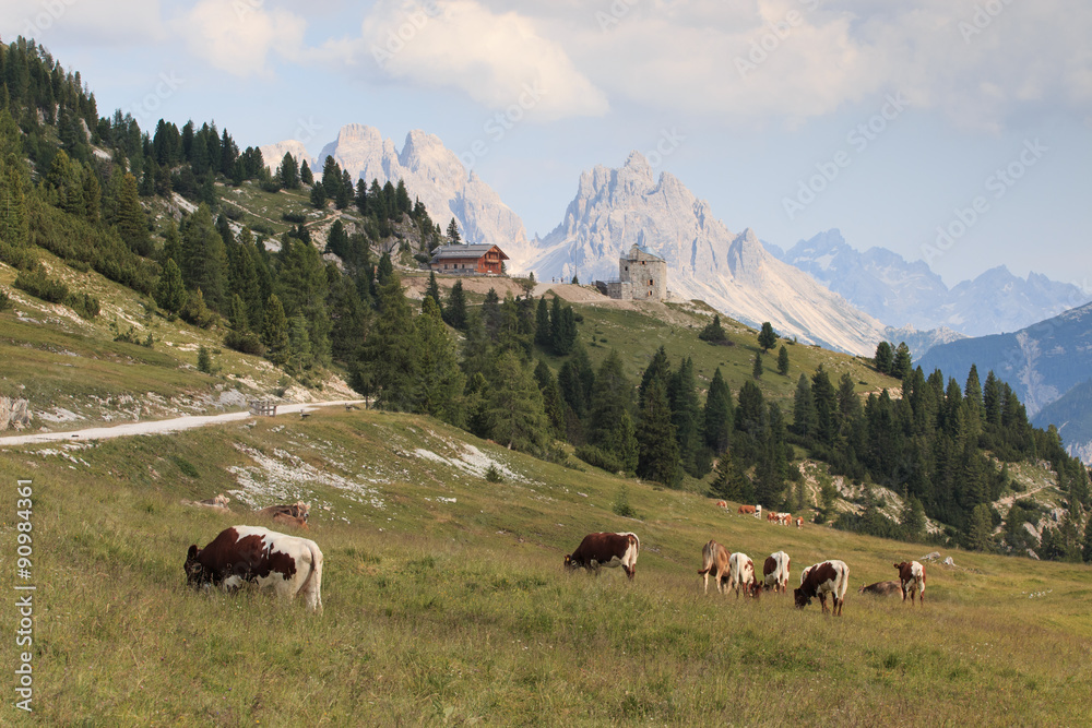 Mucche al pascolo a Prato Piazza - Trentino Alto Adige