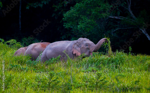 Wild elephants pulling blady grass 