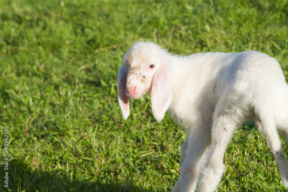 Obraz premium Lamm - Schafjunges