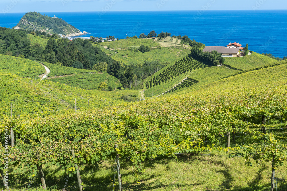 Vineyards and wine cellar with the Cantabrian sea in the background, Getaria (Spain) 