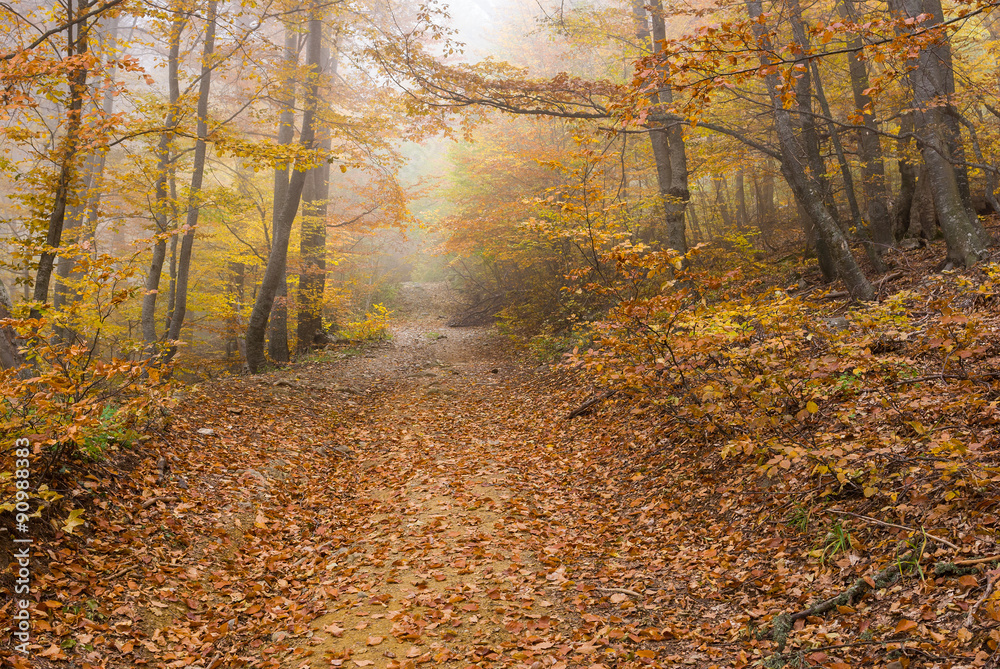 Obraz premium Forest landscape with fog in Crimean mountains