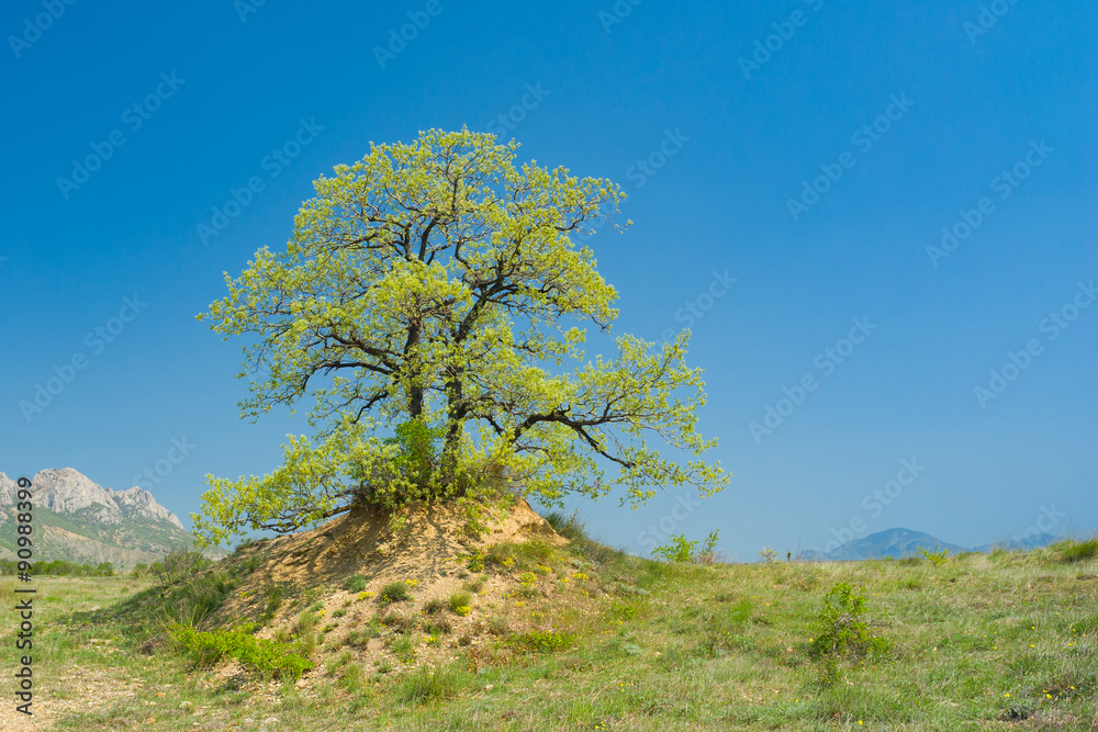 Splendid lonely oak on a hill against cloudless sky at spring season in Crimean peninsula Splendid lonely oak on a hill against cloudless sky at spring season in Crimean peninsula