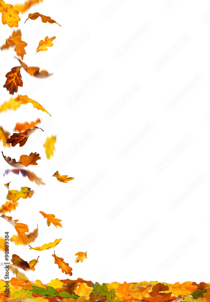Falling autumn colored oak leaves isolated on white background.