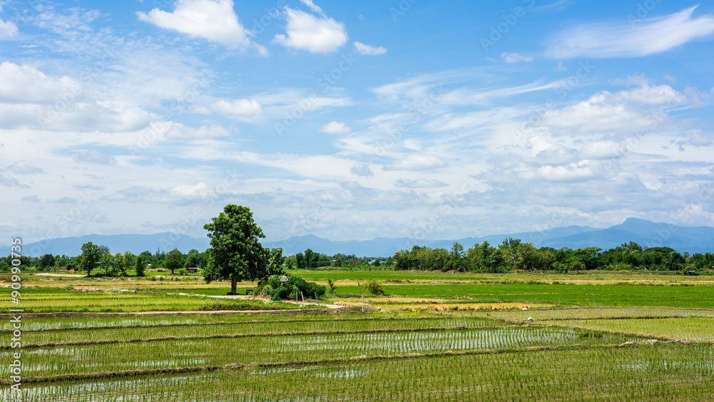 Rice field and blue sky with cloud