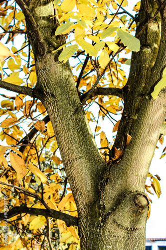 Autumn in the park.