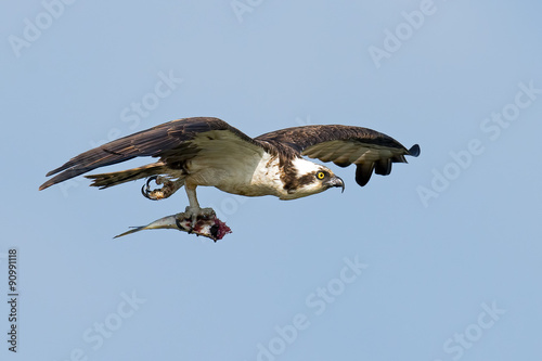 Osprey in flight with fish