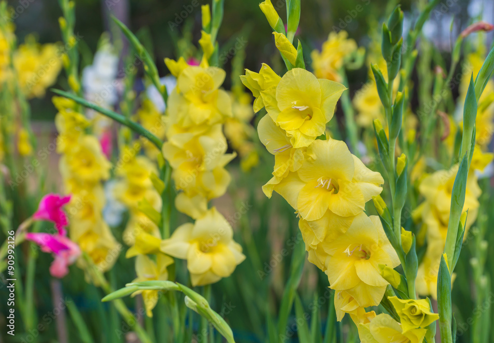 Bunch of colorful Gladiolus flowers in garden Bunch of colorful Gladiolus flowers in garden