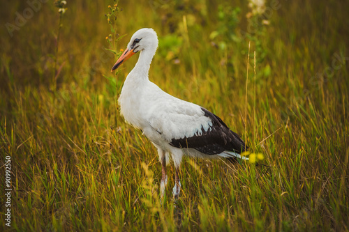 stork walking on the grass