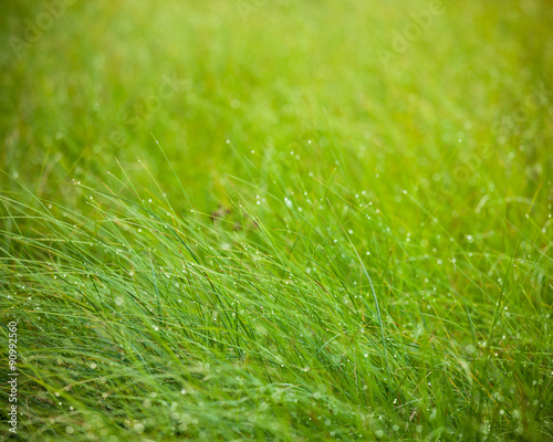 Abstract moisture grass background