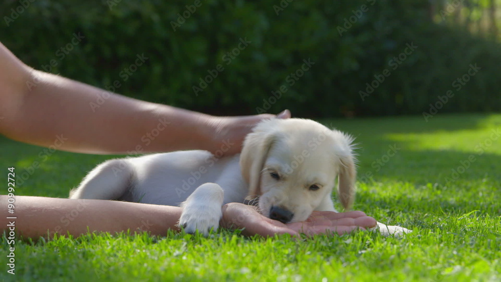 Woman is Playing with a Puppy Woman is Playing with a Puppy