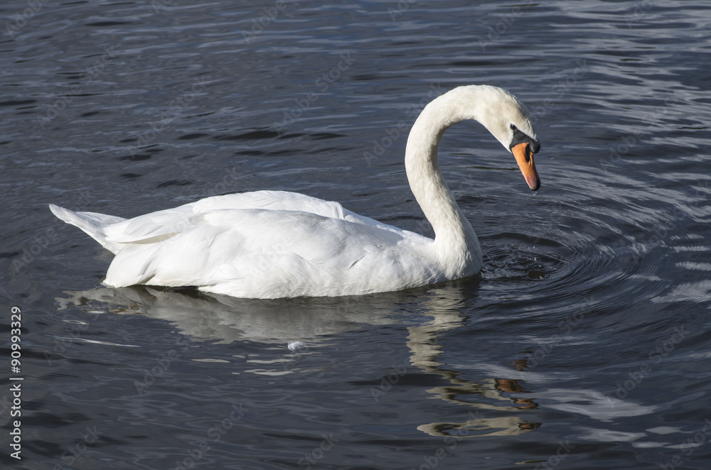 White Swan