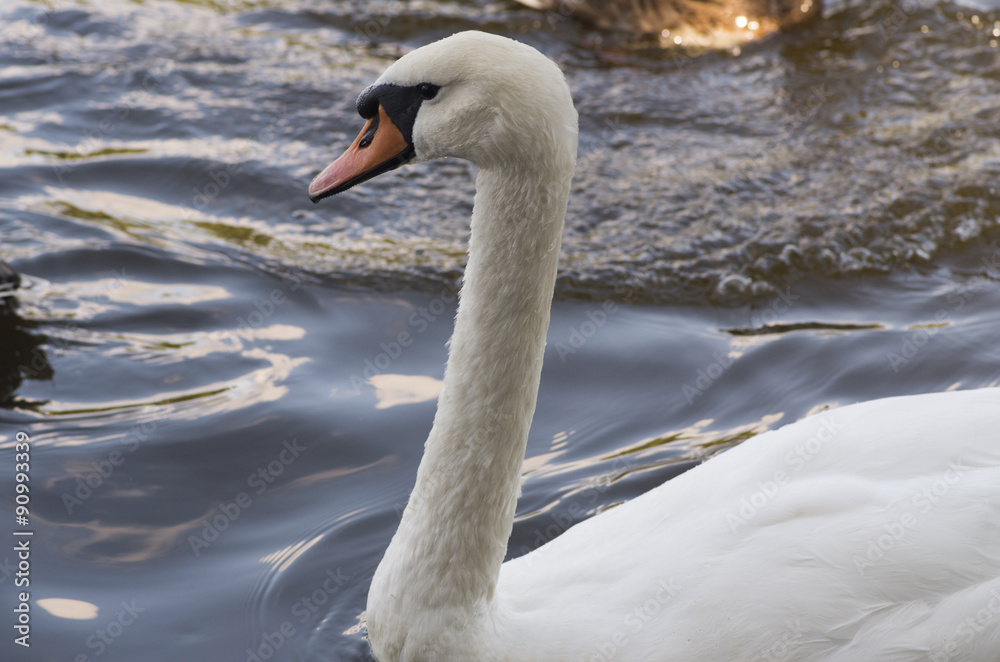 Fototapeta premium White Swan