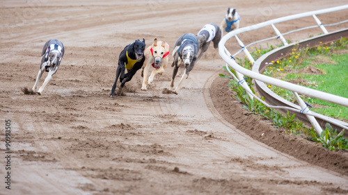 Obraz na płótnie Greyhound dogs racing