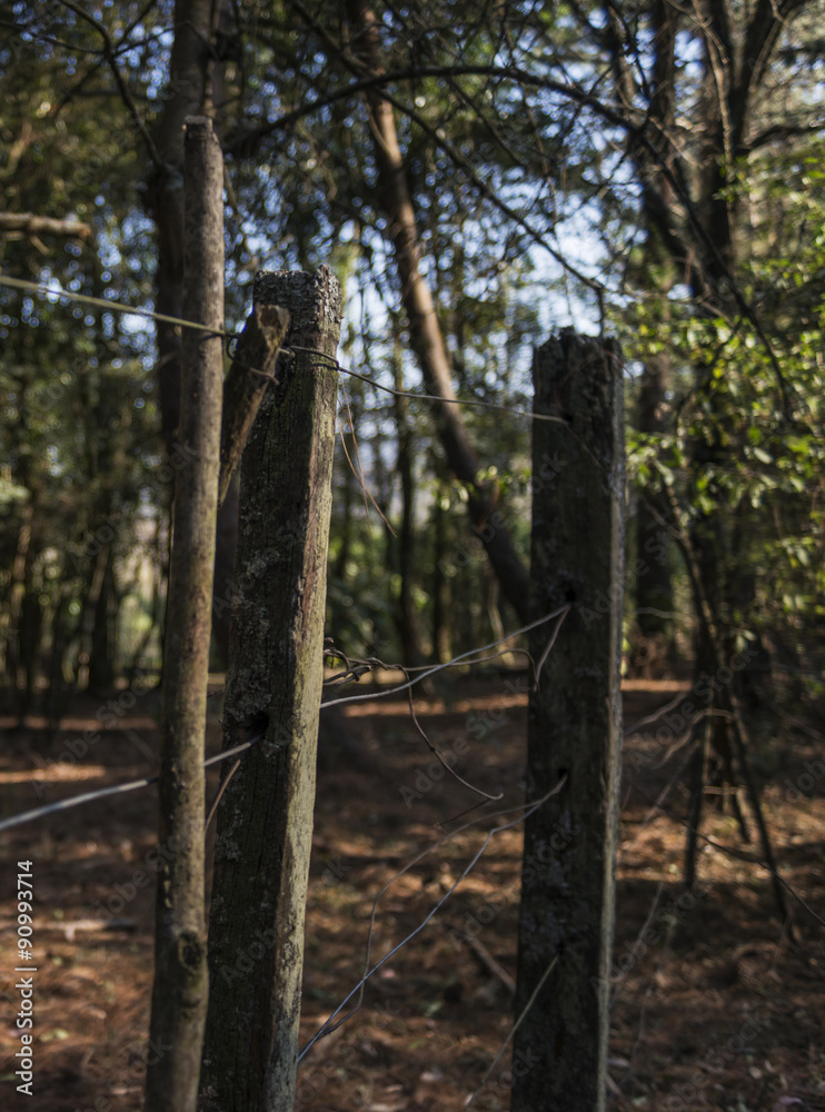 fence in the forest fence in the forest