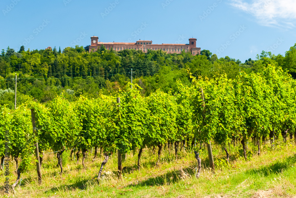 Vineyard in the hills of 