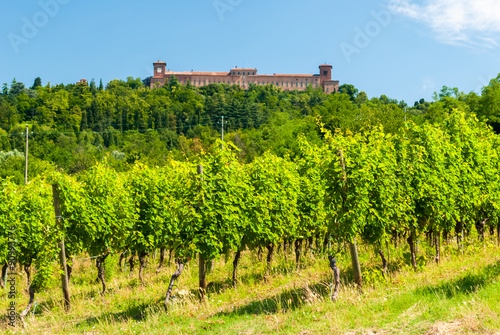 Vineyard in the hills of  Oltrep   Pavese   near Pavia 