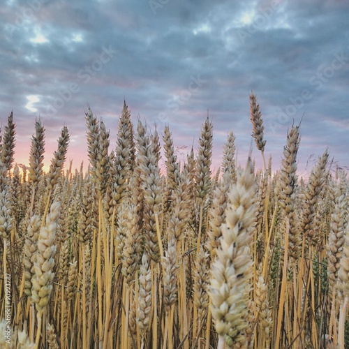 Sunset in wheat field