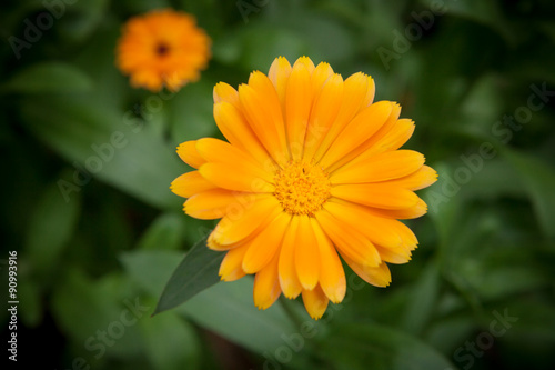 One yellow flower and green leaves