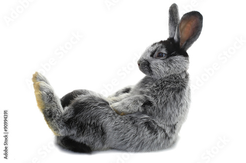rabbit Fototapet