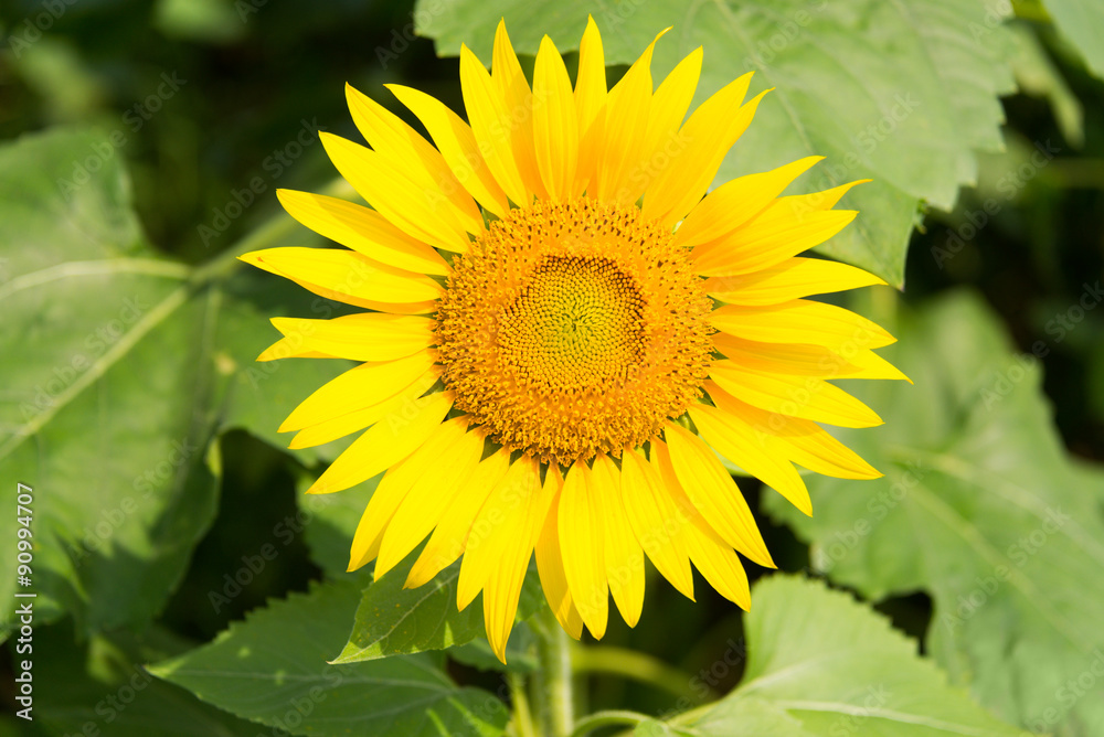 Obraz premium Close Up Sunflower