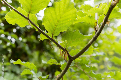 lower part of the leaves and branches of beech
