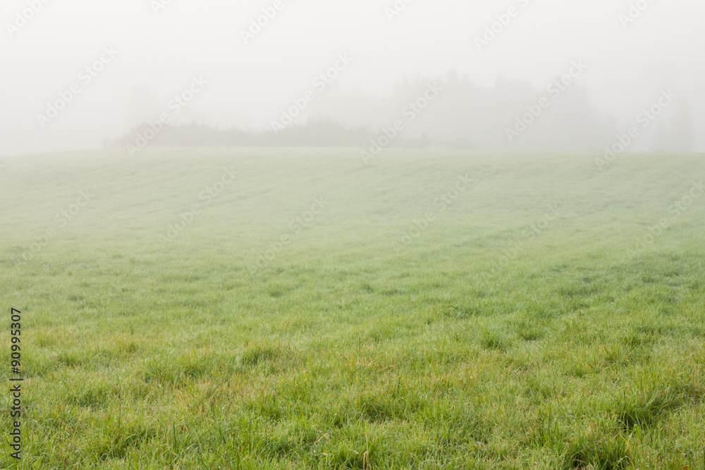 Grassland and fog at dawn