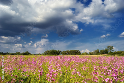 Beautiful meadow with wild flowers and clouds in spring, Hungary