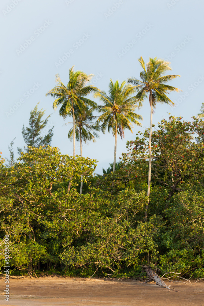 Trees in exotic beach