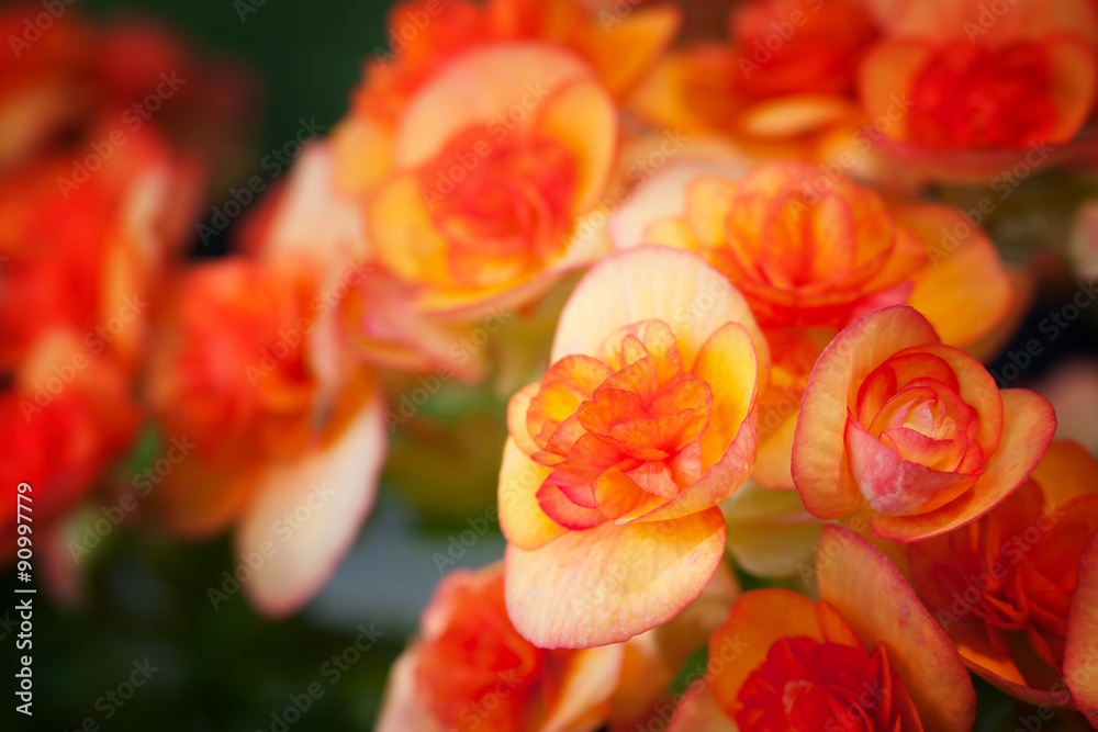 Flowers background Flowers background