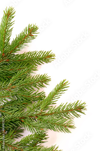 branches of fir tree isolated on white background christmas new year winter