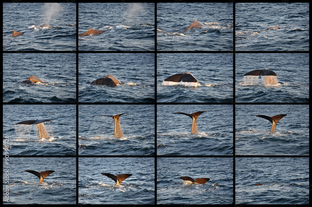 Naklejka premium immersione balena