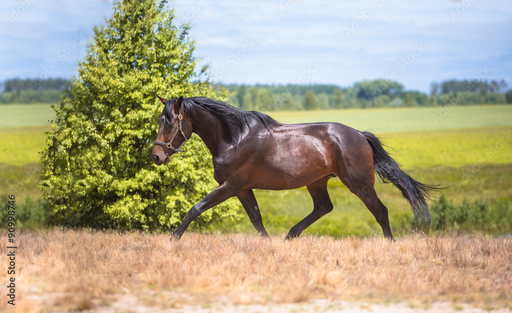 Fototapeta premium horse