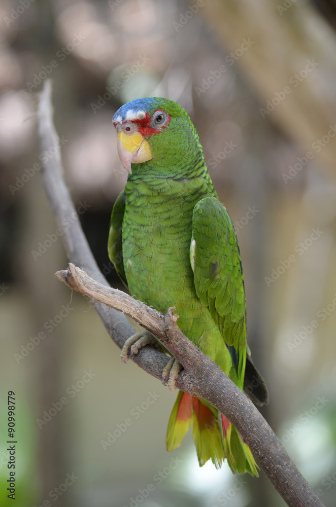 Profile of a White Fronted Amazon Parrot Profile of a White Fronted Amazon Parrot