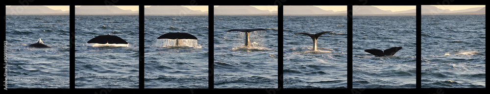 Obraz premium coda balena